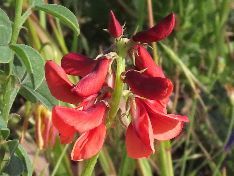 Indigofera complanata photo 5