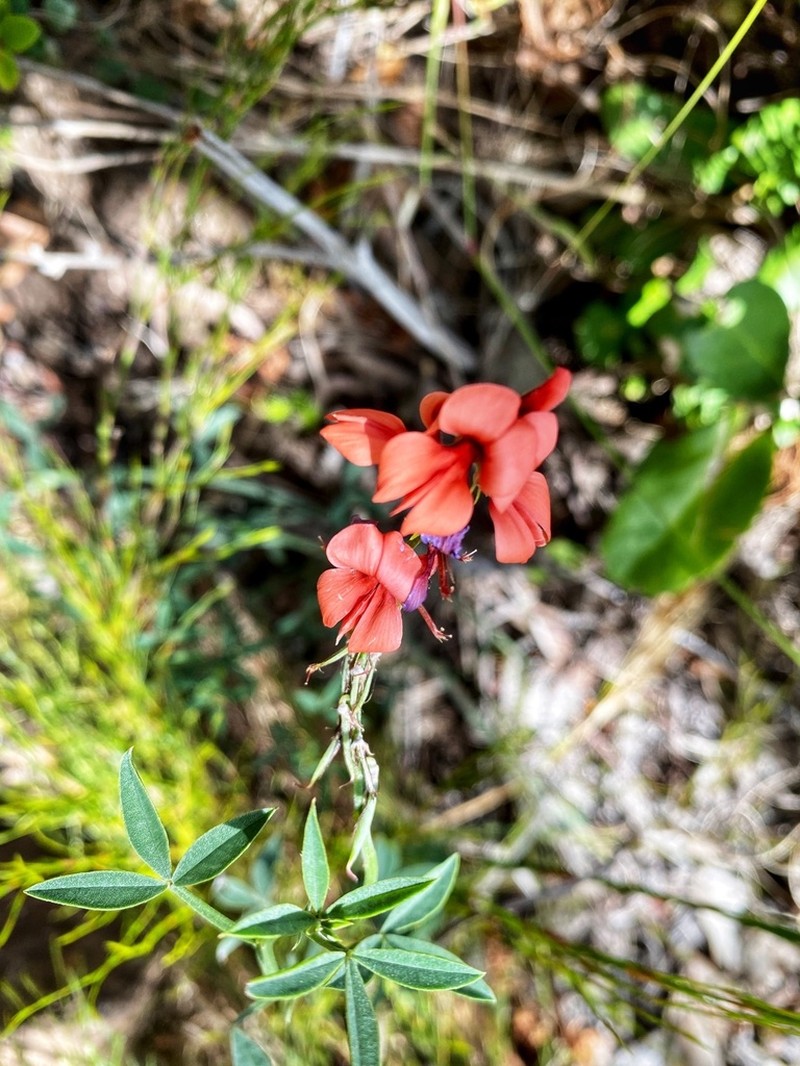 Indigofera complanata photo 6