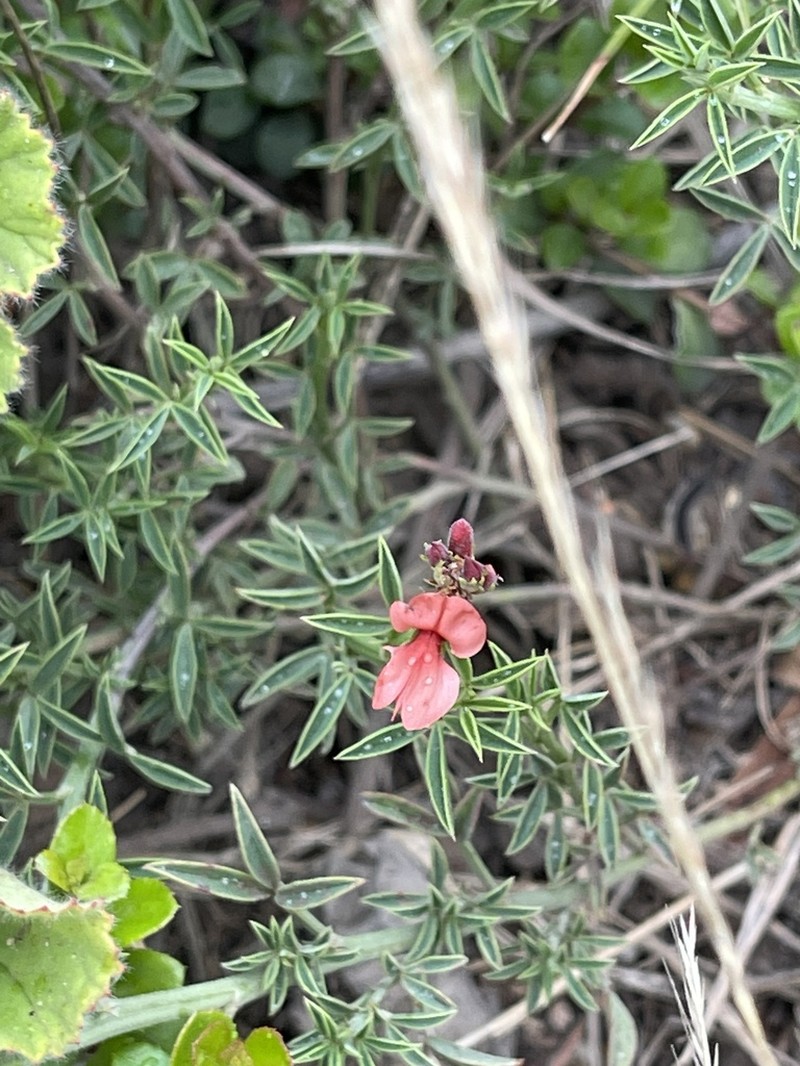 Indigofera complanata photo 7