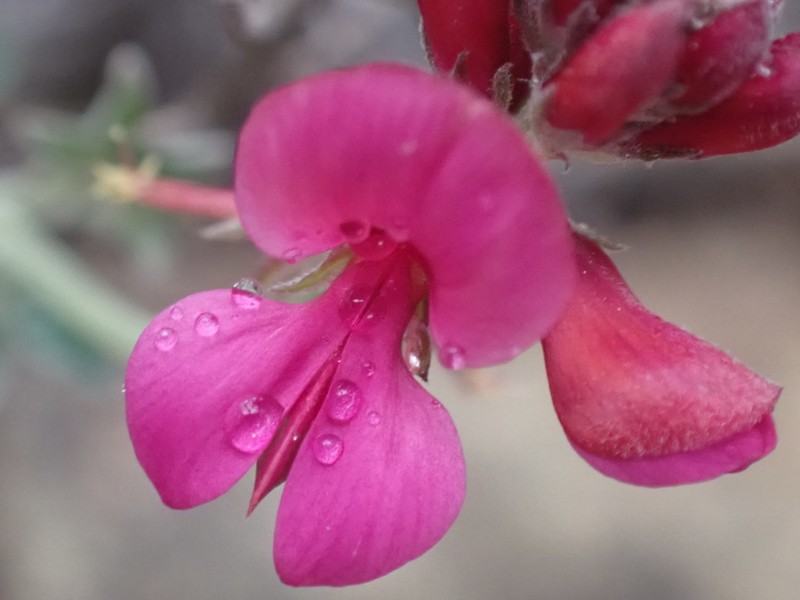 Indigofera complicata