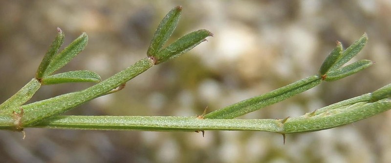 Indigofera complicata photo 2