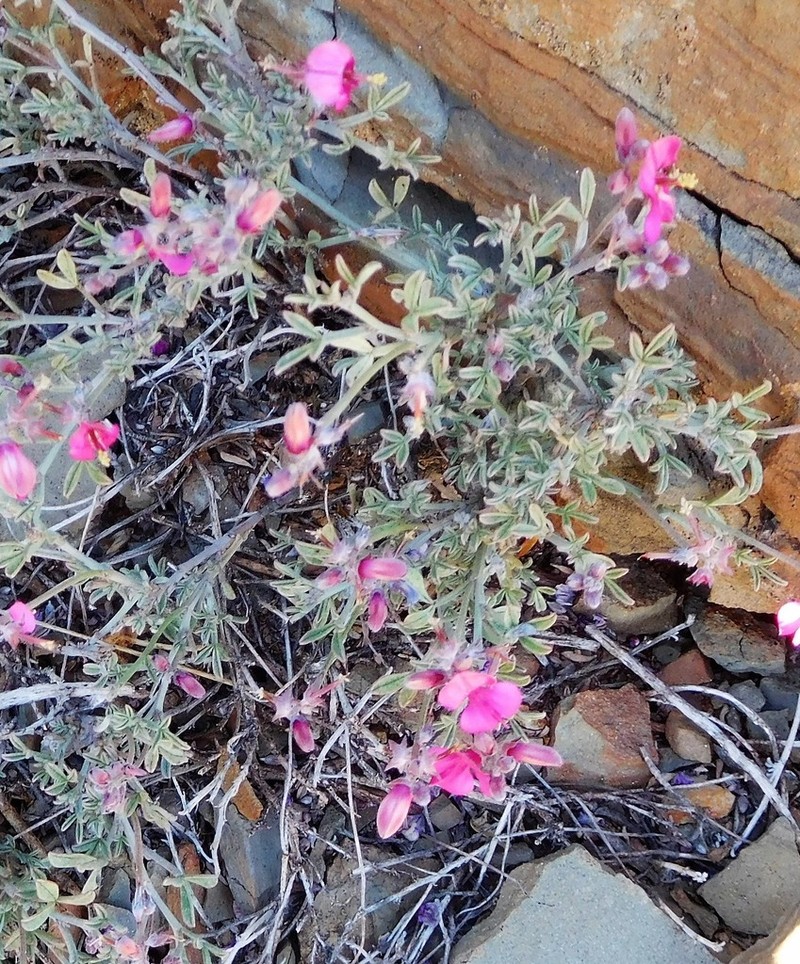 Indigofera complicata photo 3