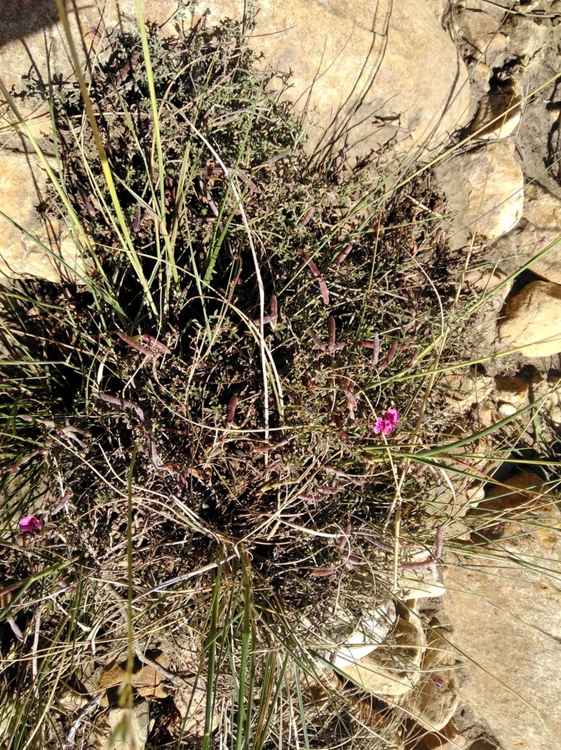 Indigofera complicata photo 4