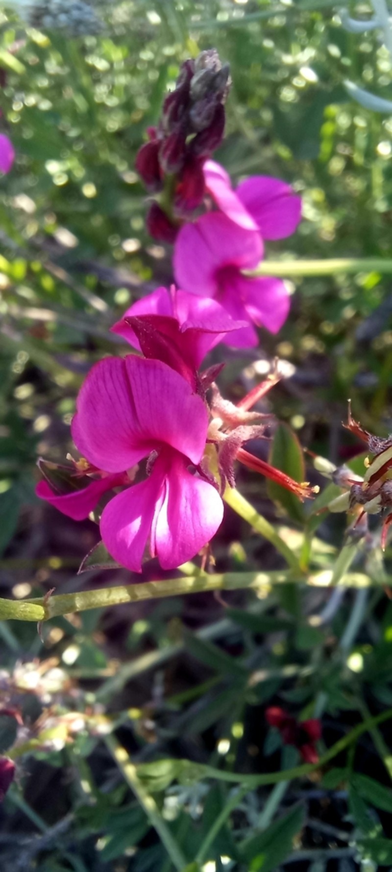 Indigofera complicata photo 5