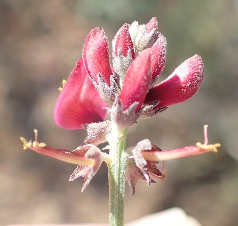Indigofera complicata photo 6