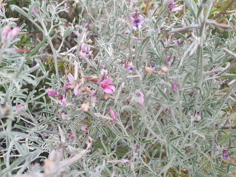 Indigofera complicata photo 7