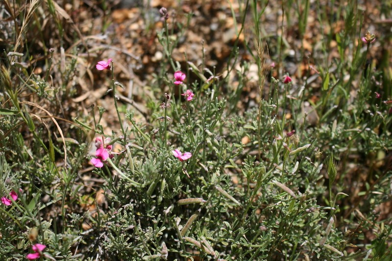Indigofera complicata photo 8