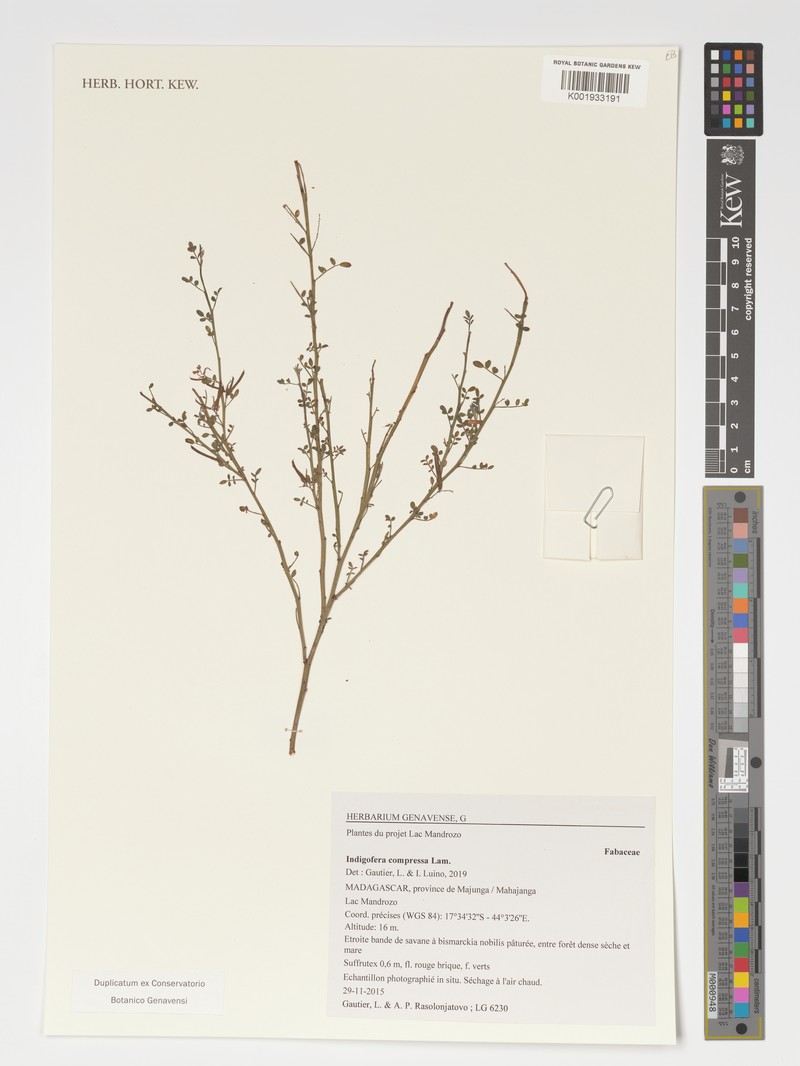 Indigofera compressa