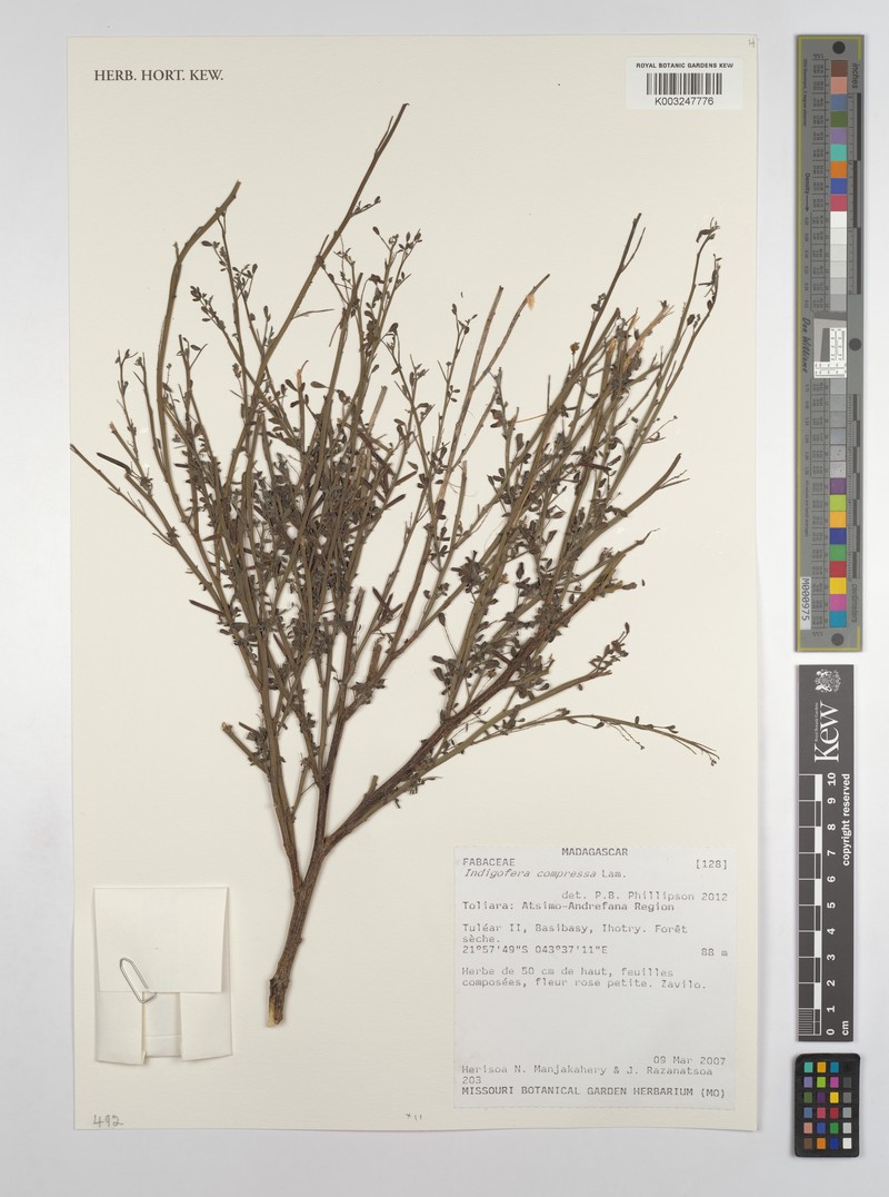 Indigofera compressa photo 2