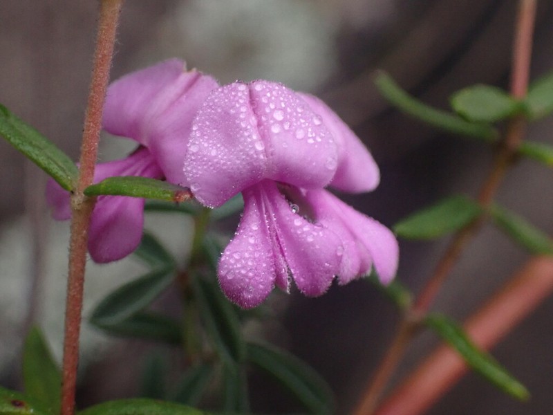 Indigofera concava