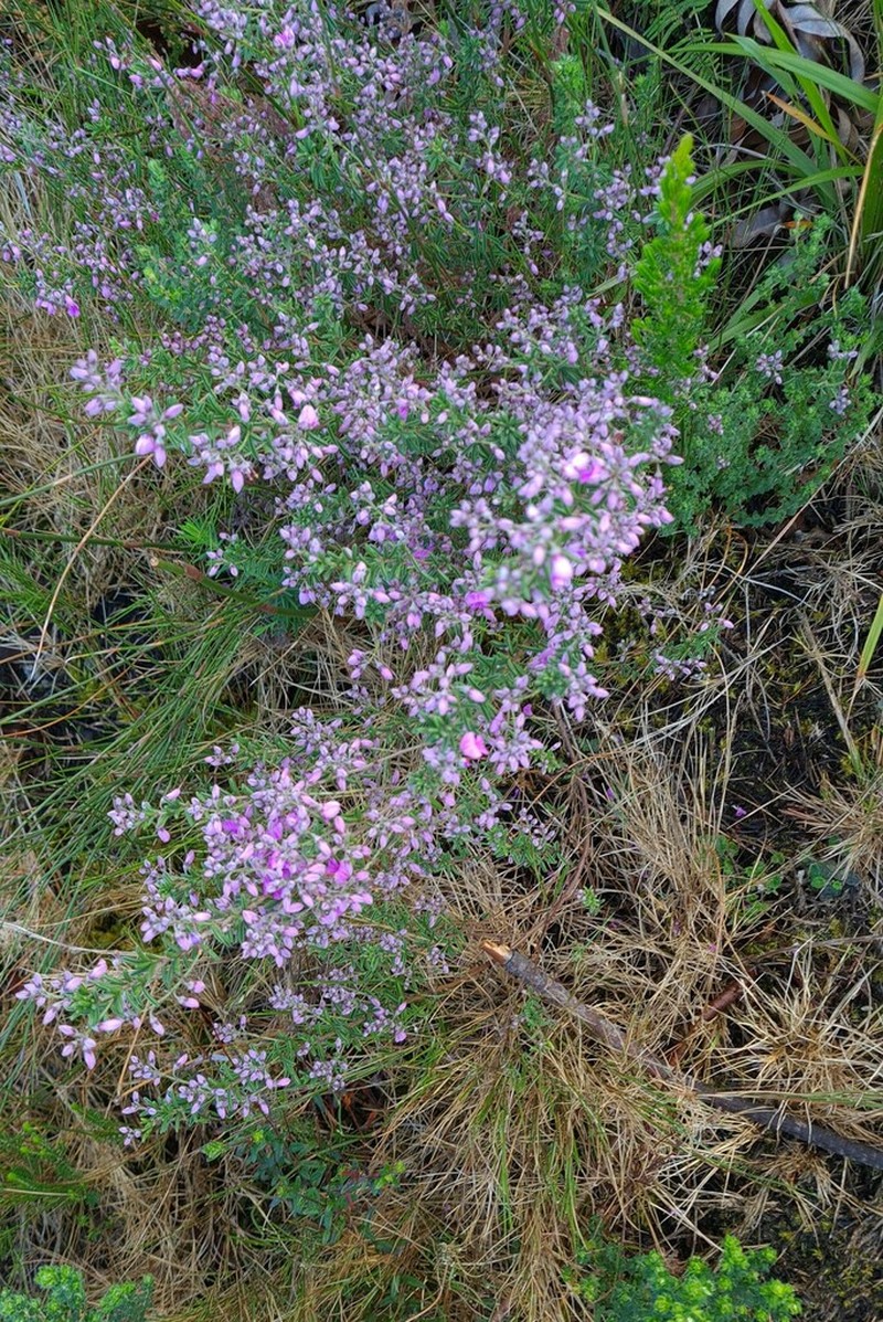 Indigofera concava photo 2