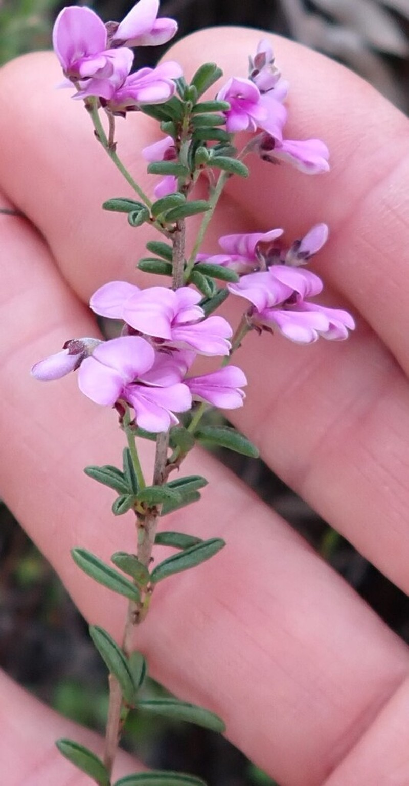 Indigofera concava photo 3