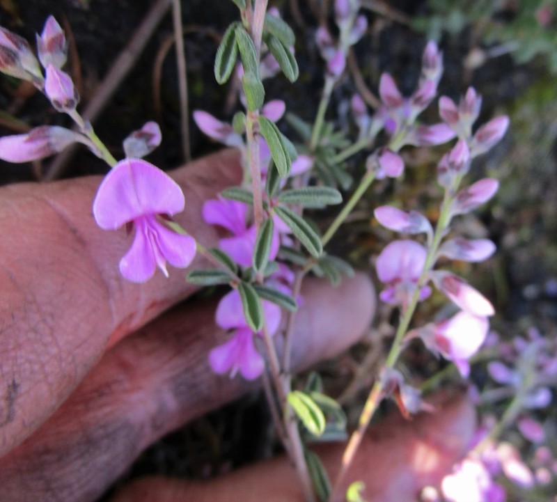 Indigofera concava photo 4