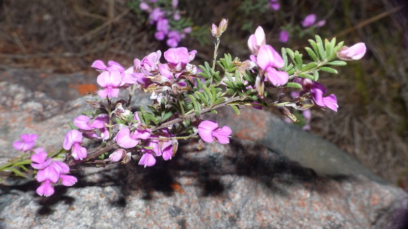Indigofera concava photo 5