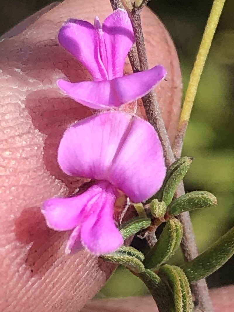 Indigofera concava photo 6