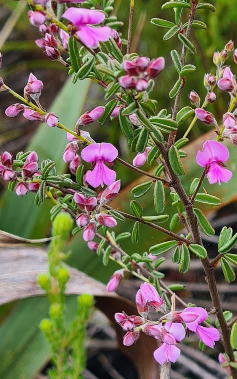 Indigofera concava photo 7