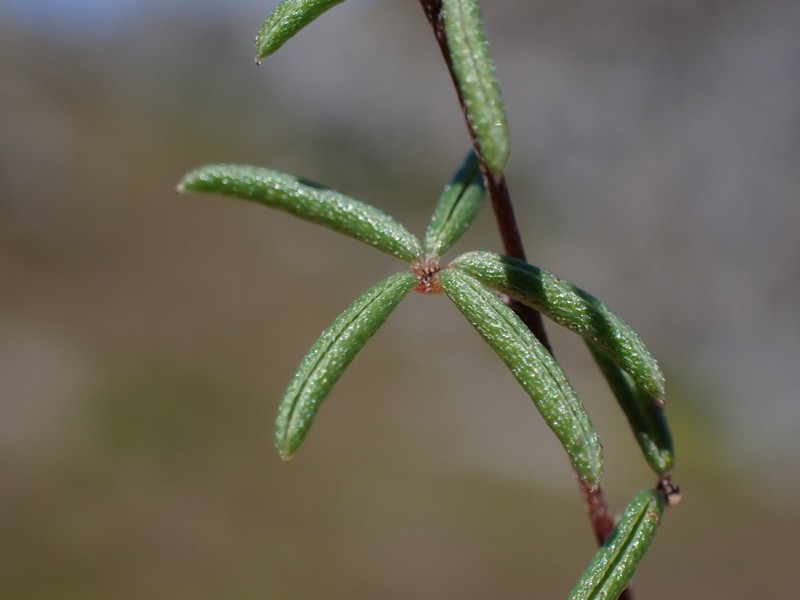 Indigofera concava photo 8