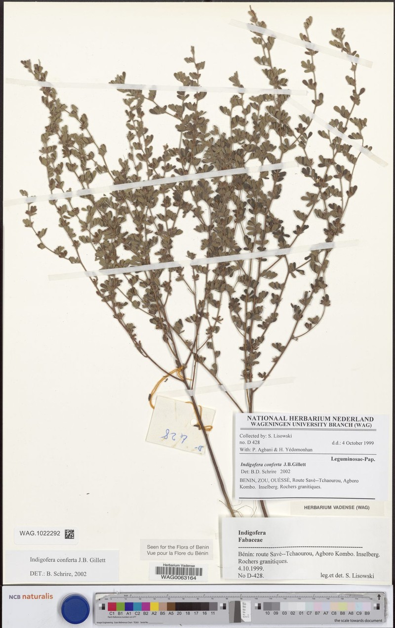 Indigofera conferta