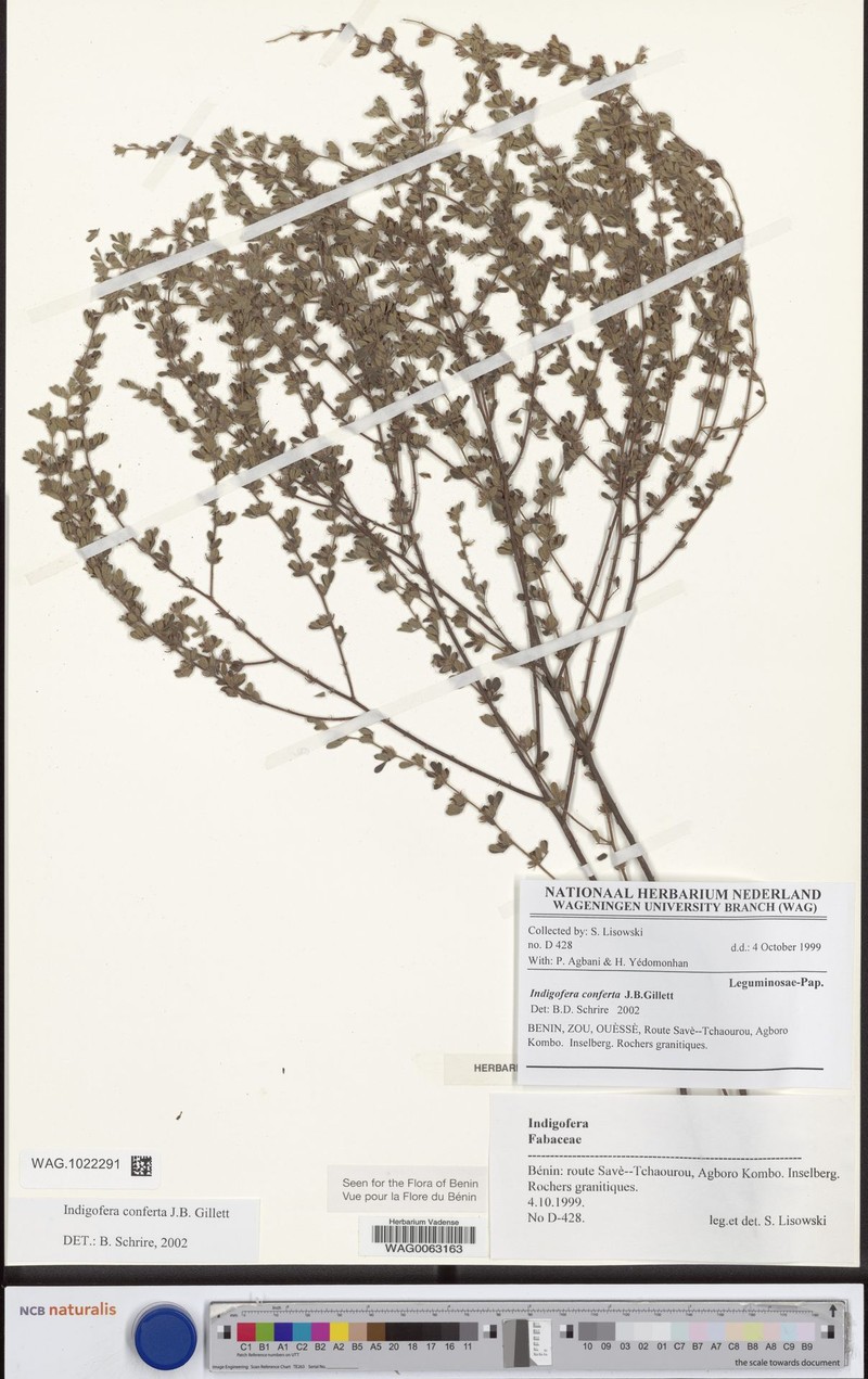 Indigofera conferta photo 2