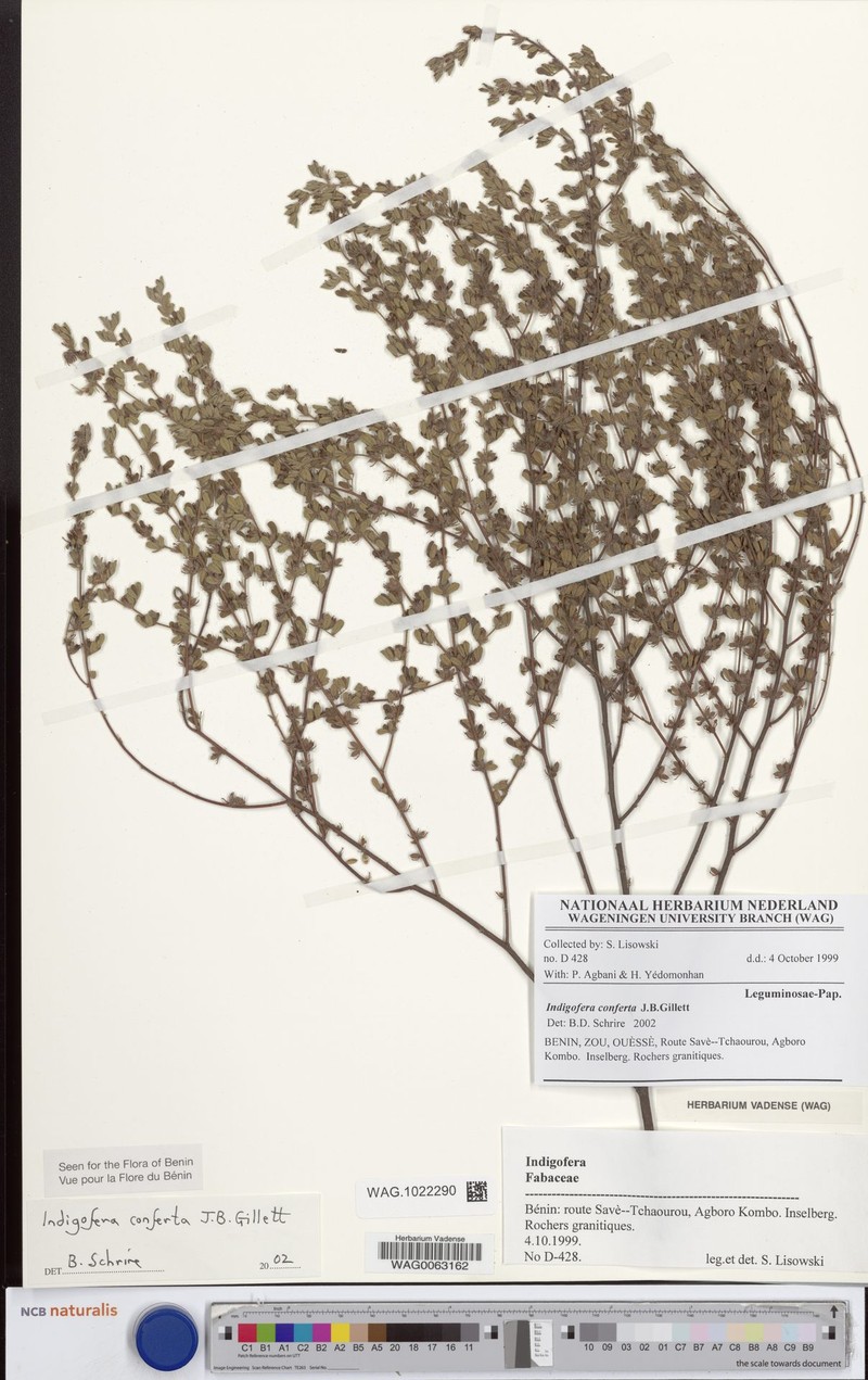 Indigofera conferta photo 3