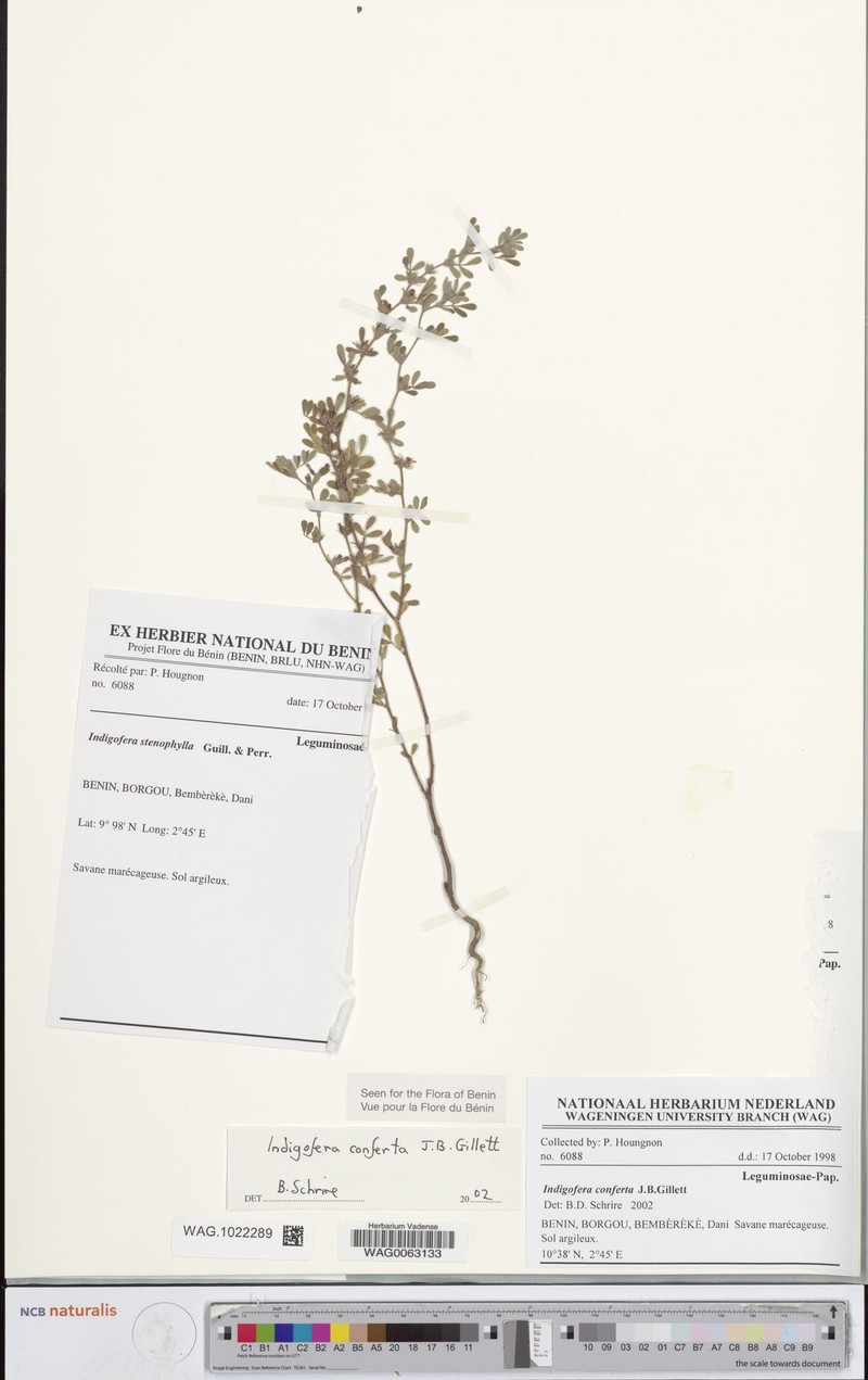 Indigofera conferta photo 4
