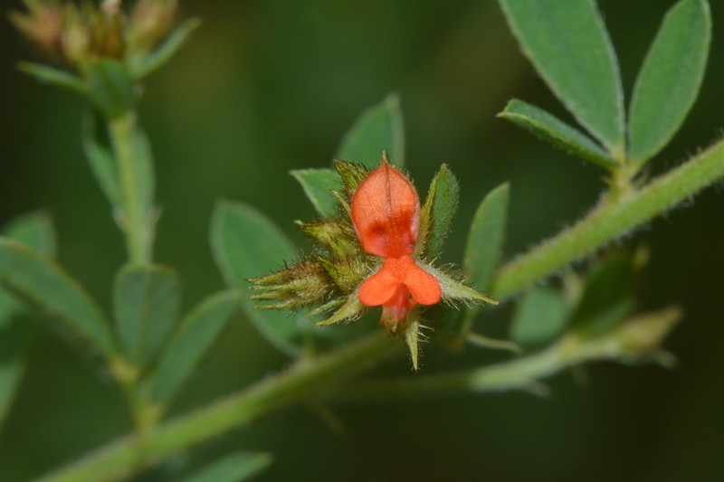 Indigofera congesta photo 2