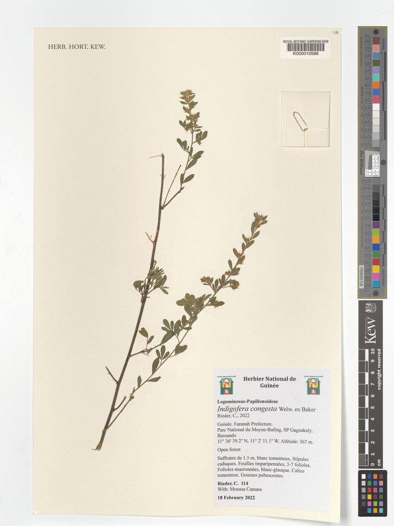 Indigofera congesta photo 3