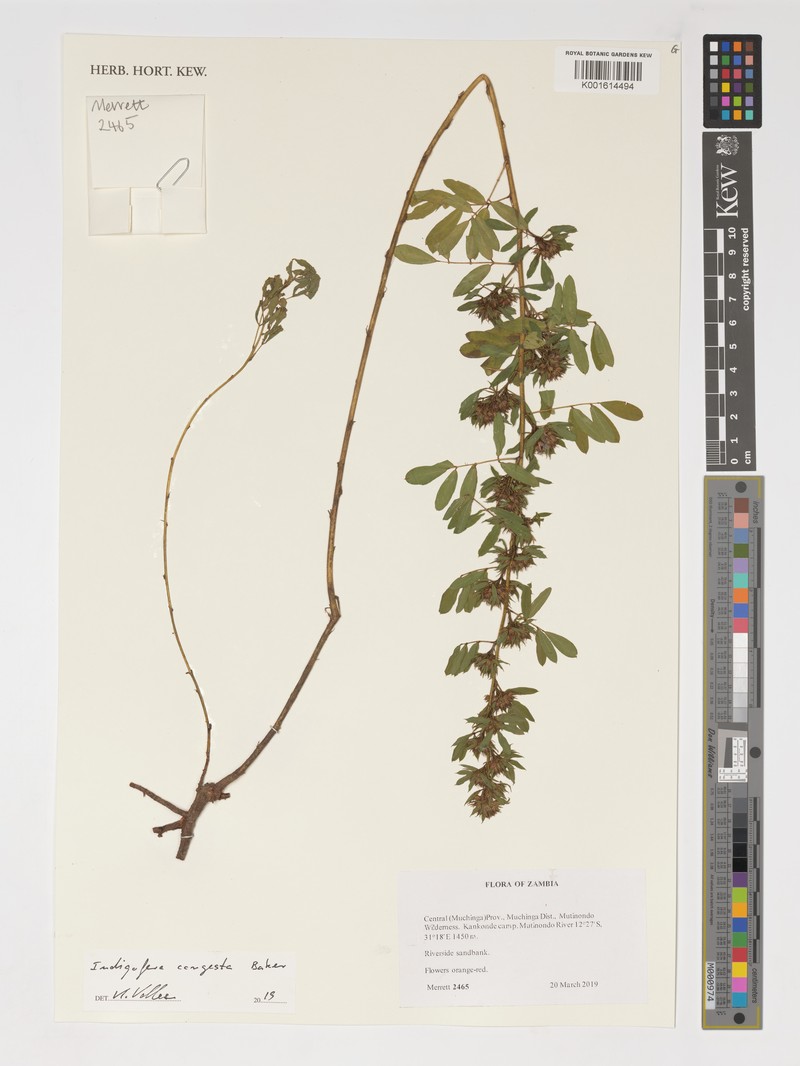 Indigofera congesta photo 4