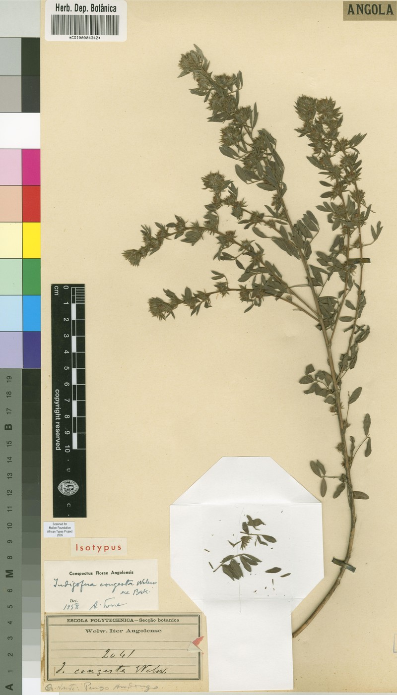 Indigofera congesta