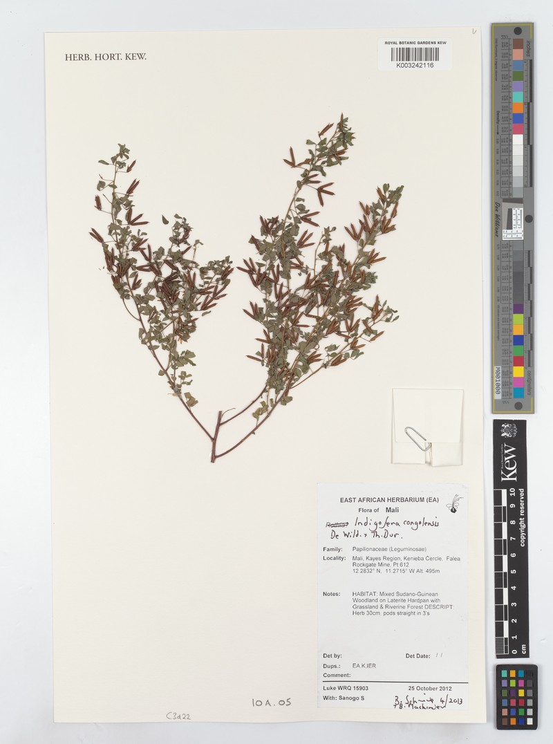 Indigofera congolensis
