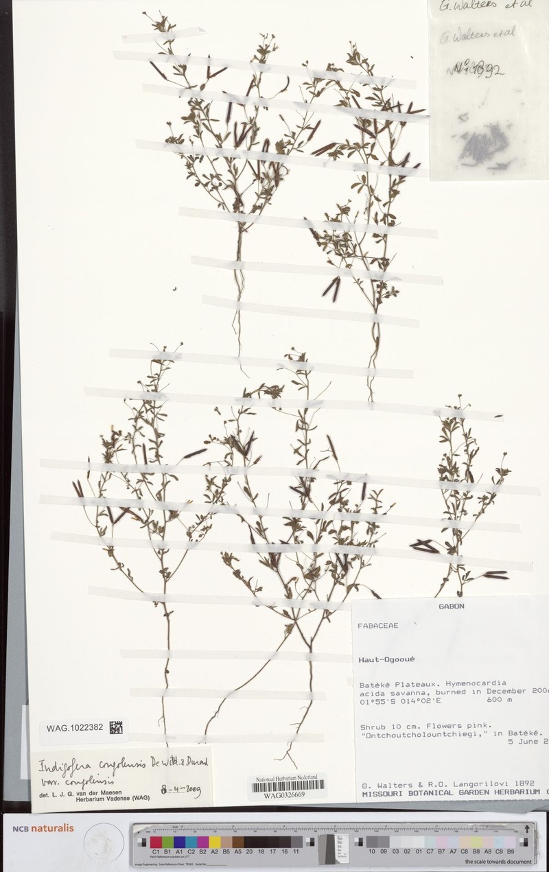 Indigofera congolensis photo 2