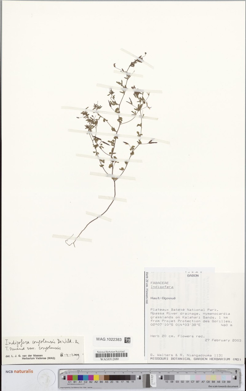 Indigofera congolensis var. congolensis photo 2