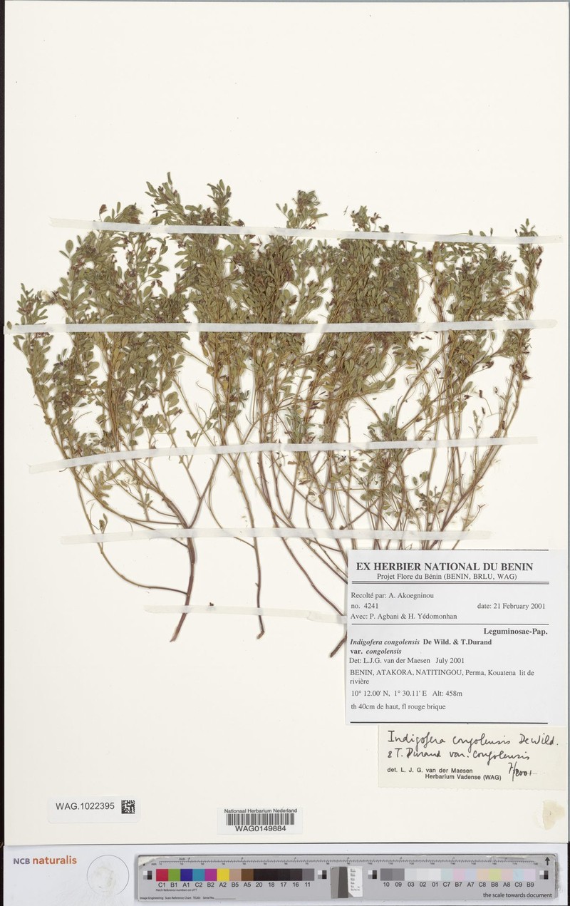 Indigofera congolensis var. congolensis photo 3