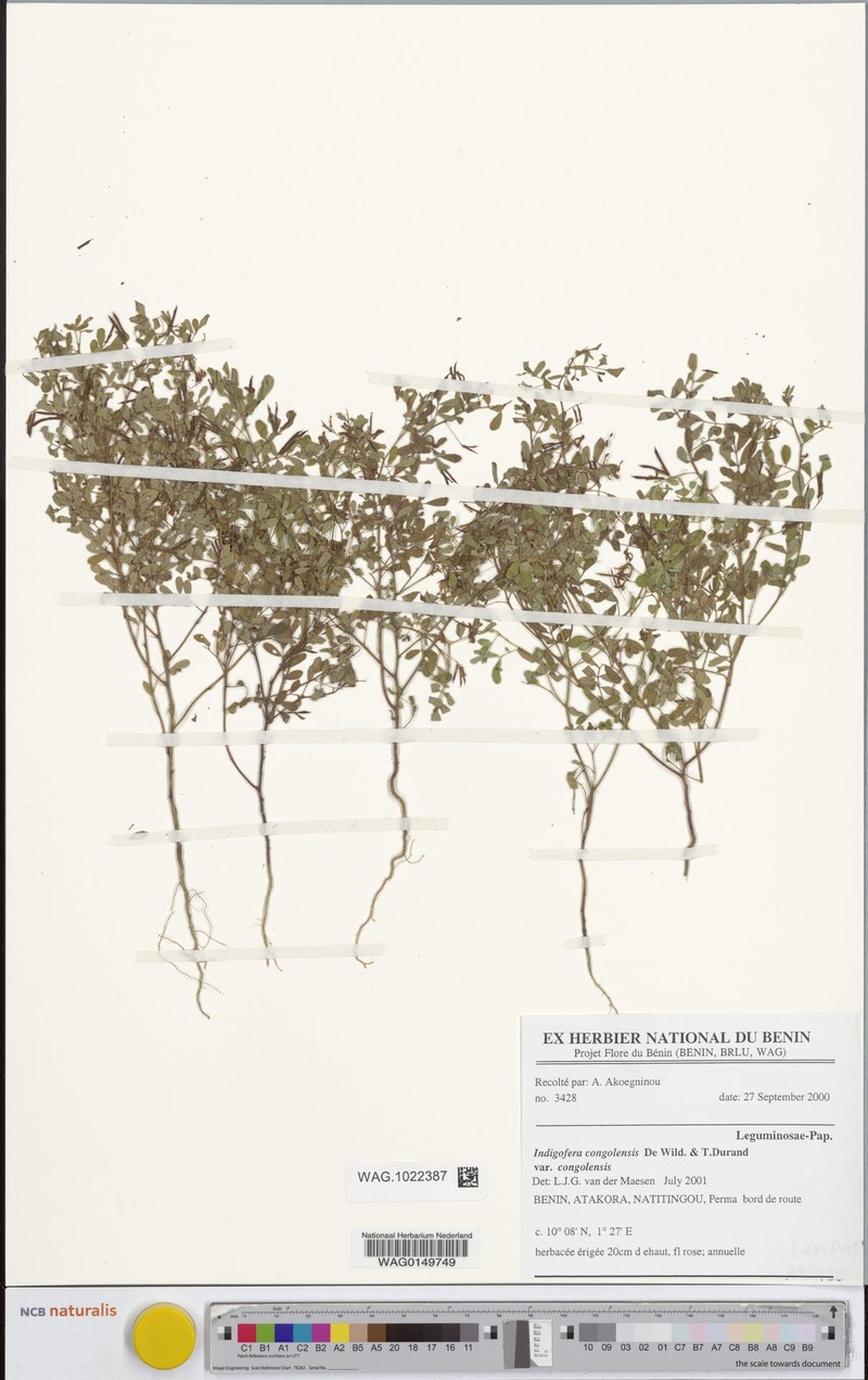 Indigofera congolensis var. congolensis photo 4