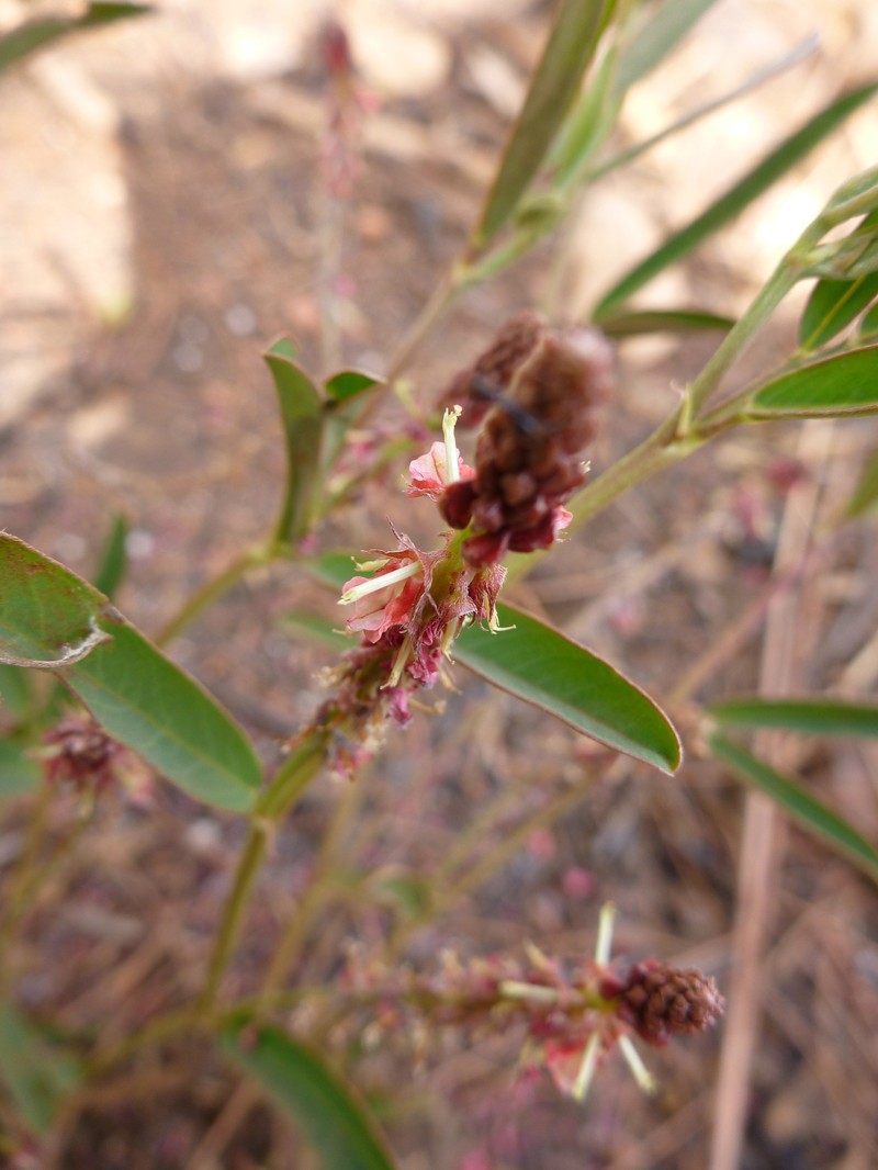 Indigofera conjugata photo 3