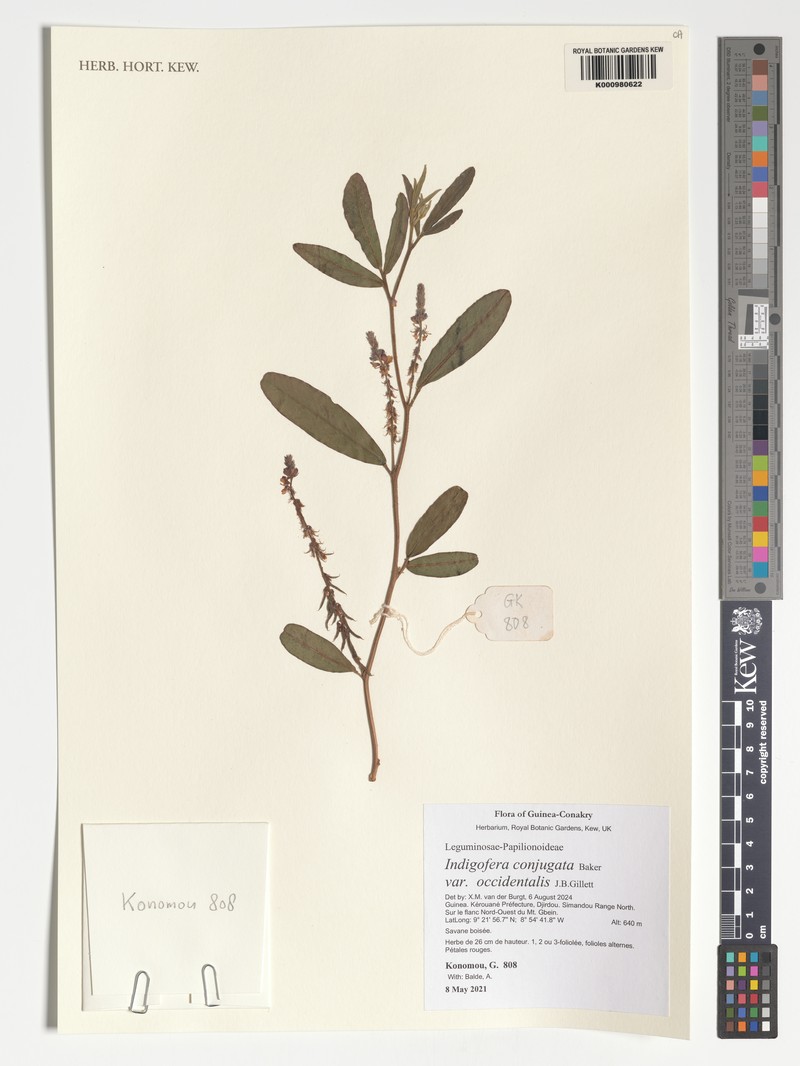 Indigofera conjugata photo 4