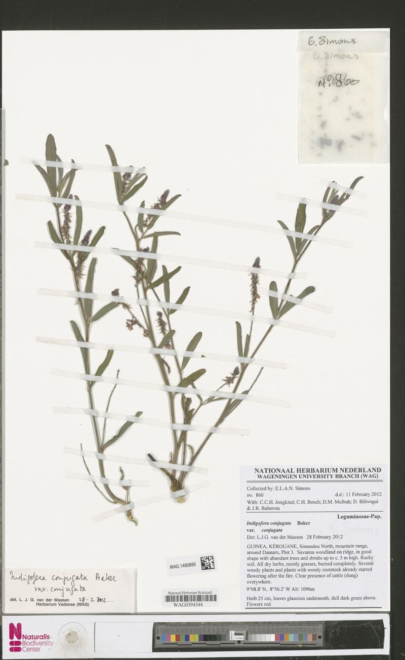 Indigofera conjugata photo 5