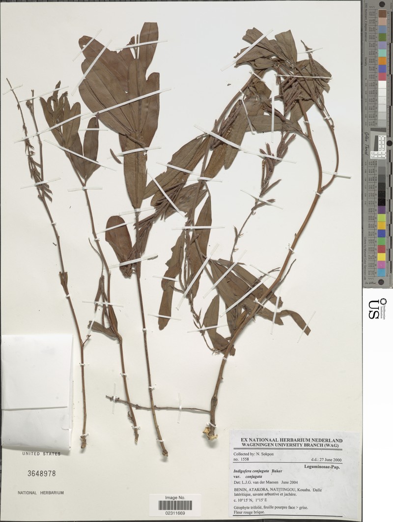 Indigofera conjugata