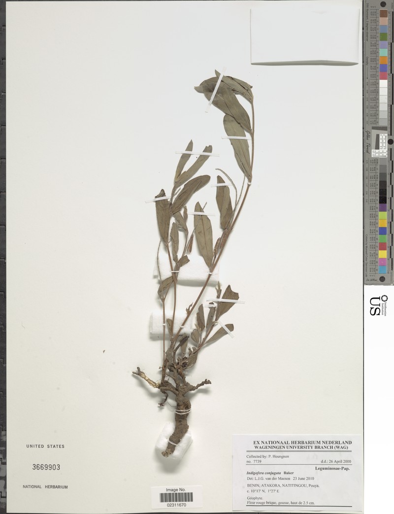Indigofera conjugata photo 6