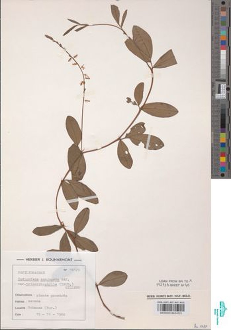 Indigofera conjugata var. trimorphophylla