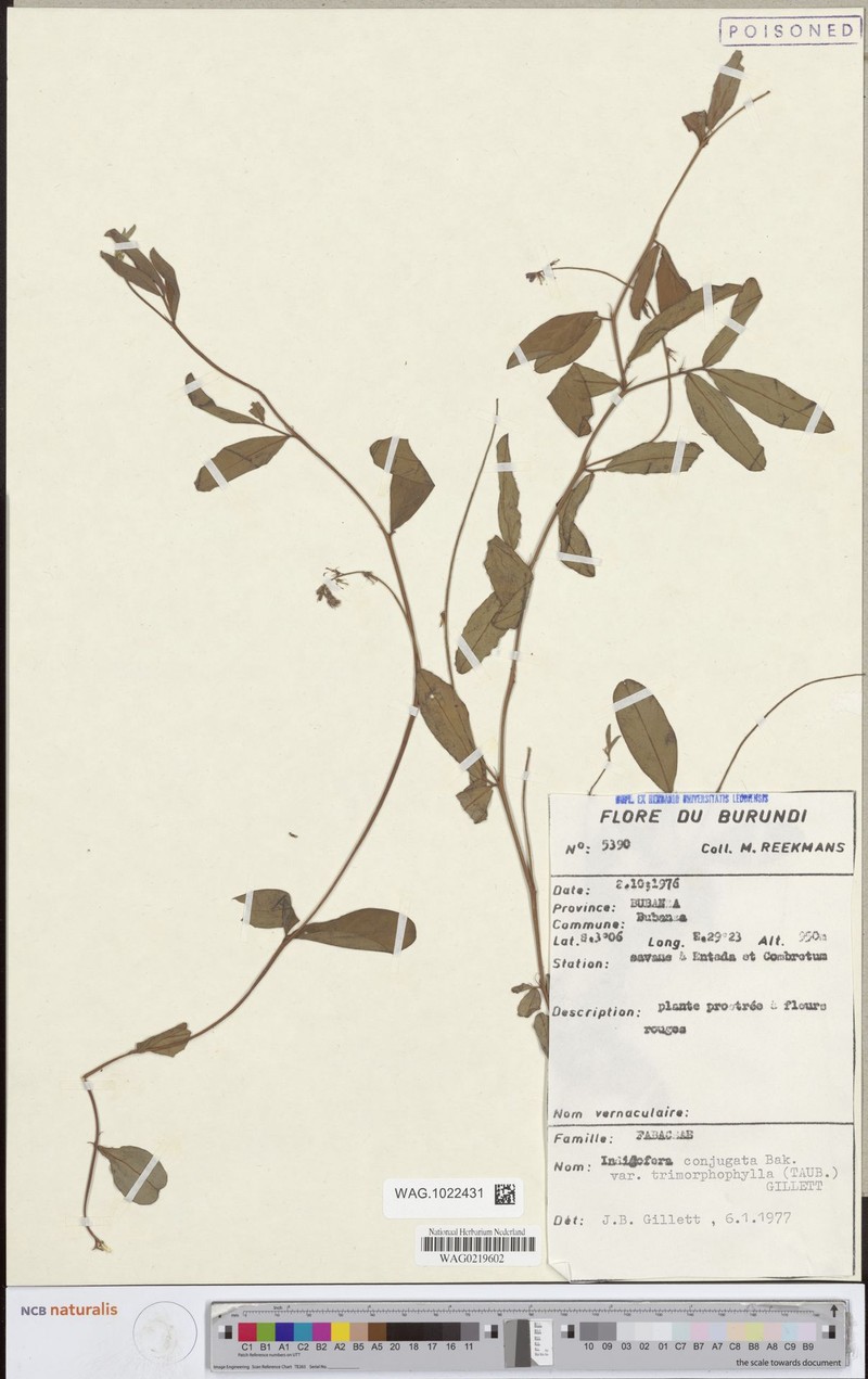 Indigofera conjugata var. trimorphophylla photo 2