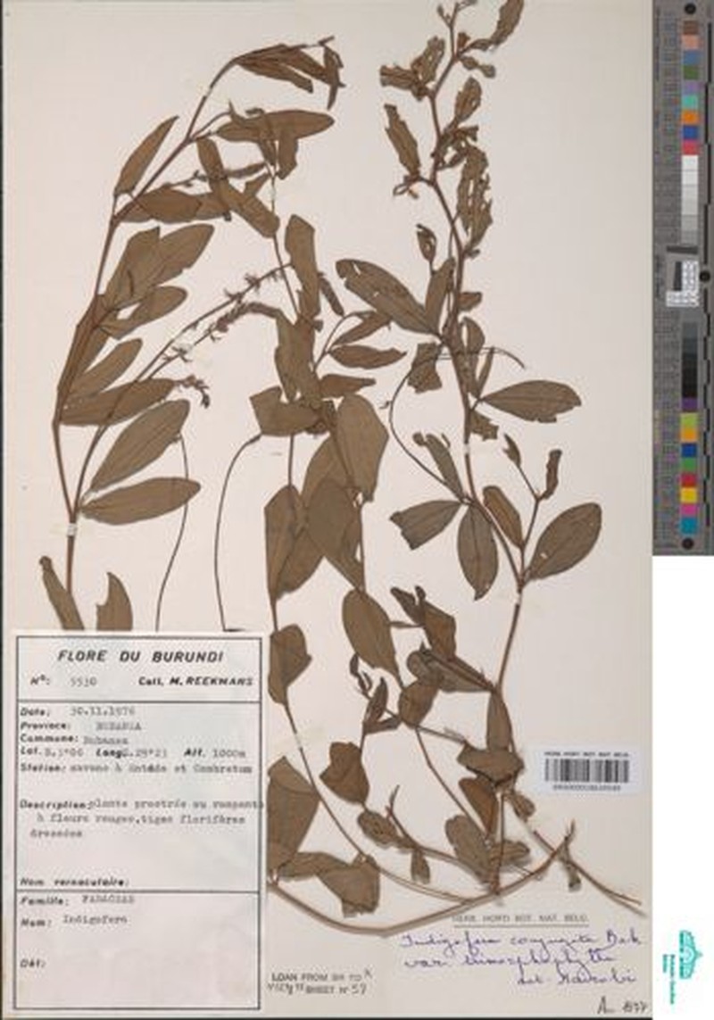 Indigofera conjugata var. trimorphophylla photo 3