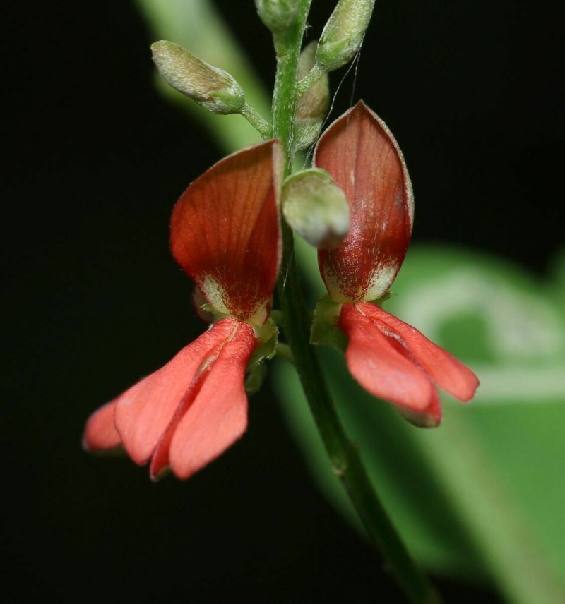 Indigofera constricta