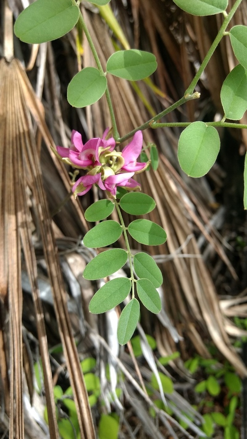 Indigofera conzattii
