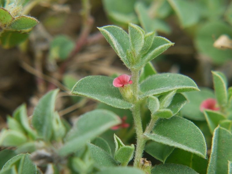 Indigofera cordifolia