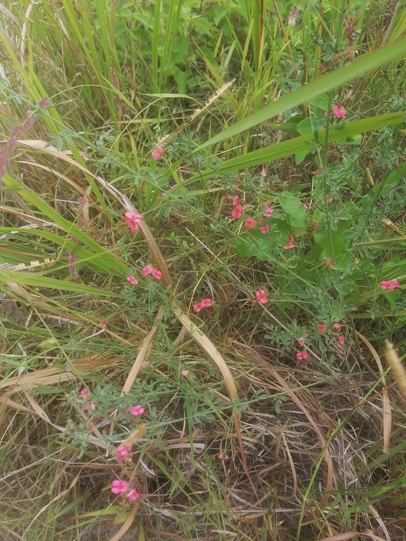 Indigofera corniculata