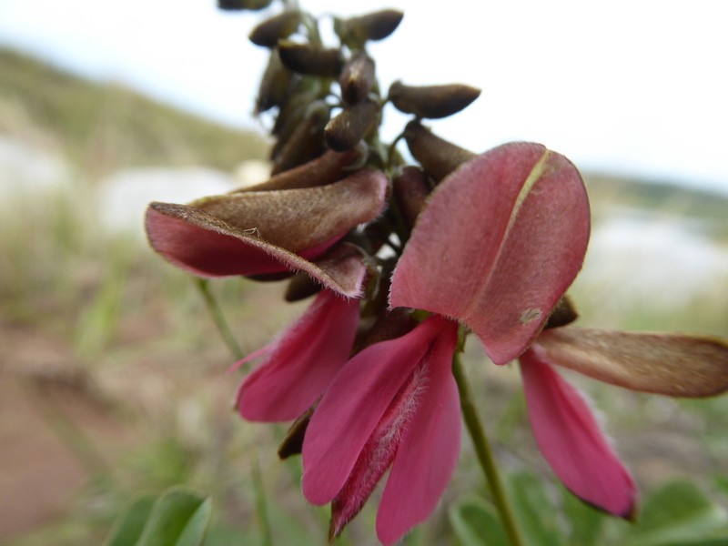 Indigofera corniculata photo 2