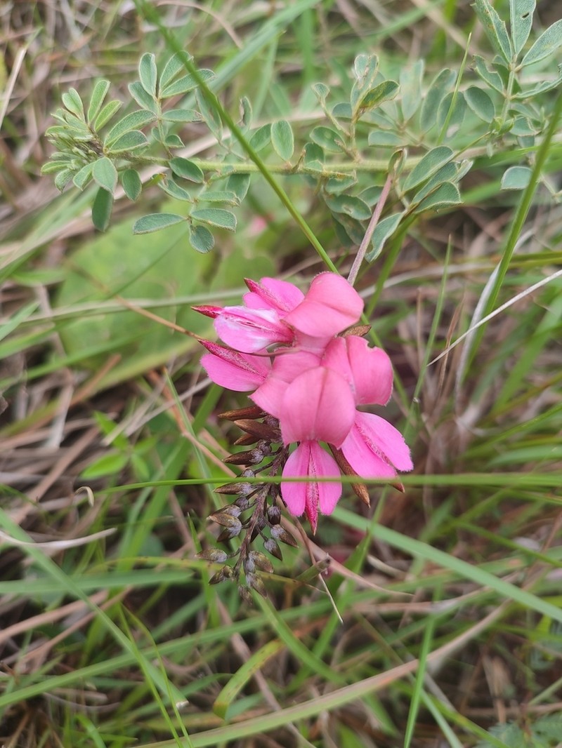 Indigofera corniculata photo 3