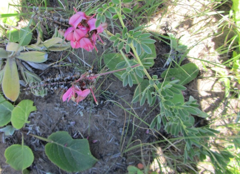 Indigofera corniculata photo 4