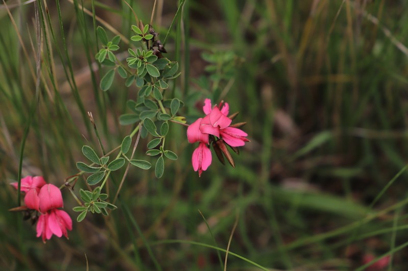Indigofera corniculata photo 5